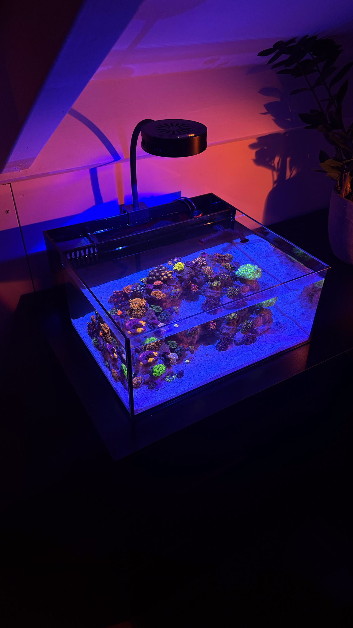 Pico 6 gallon nano saltwater tank by Dannys Aquariums