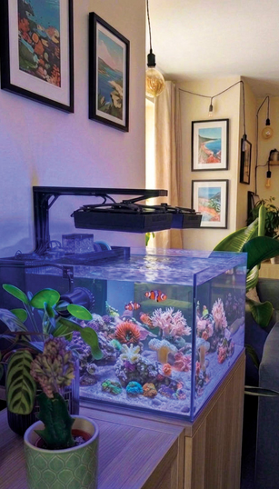 Laguna 24 gallon nano saltwater tank by Josh O Reef