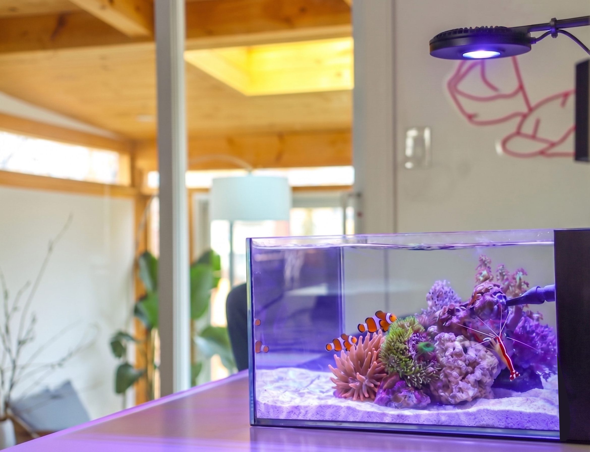 Pico 6 gallon nano saltwater tank in a home