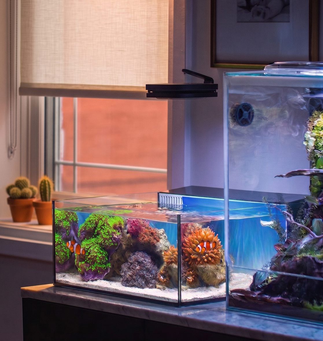 Pico 6 gallon nano saltwater tank