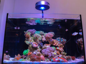 Studio Complete Saltwater Aquarium Kit