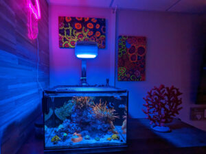 Studio Complete Saltwater Aquarium Kit