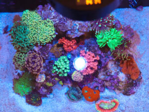 Studio 12 Gallon Nano Reef Tank Mark II *wholesale*