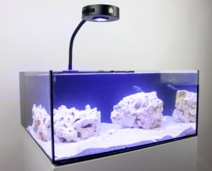 Mantis Shrimp Aquarium