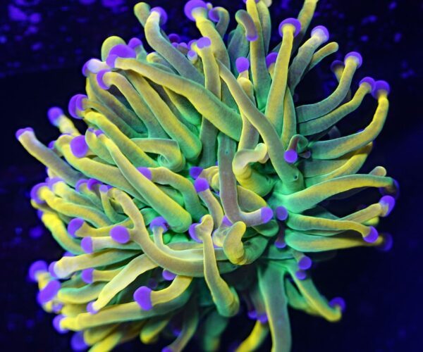 Holy Grail Torch Coral