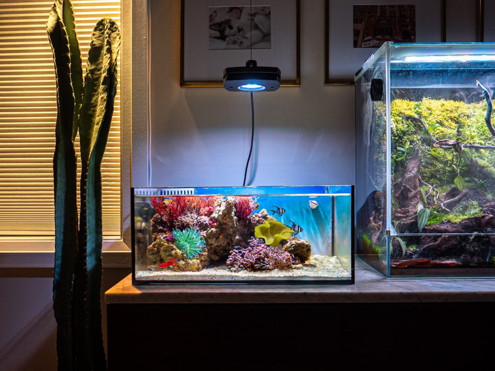 Pico Reef Tank Mark II Reef Casa Pico Reef Tank Mark II Reef Casa