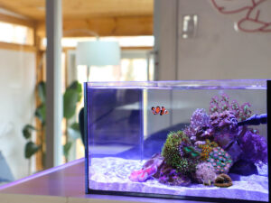 Pico Reef Tank Mark II