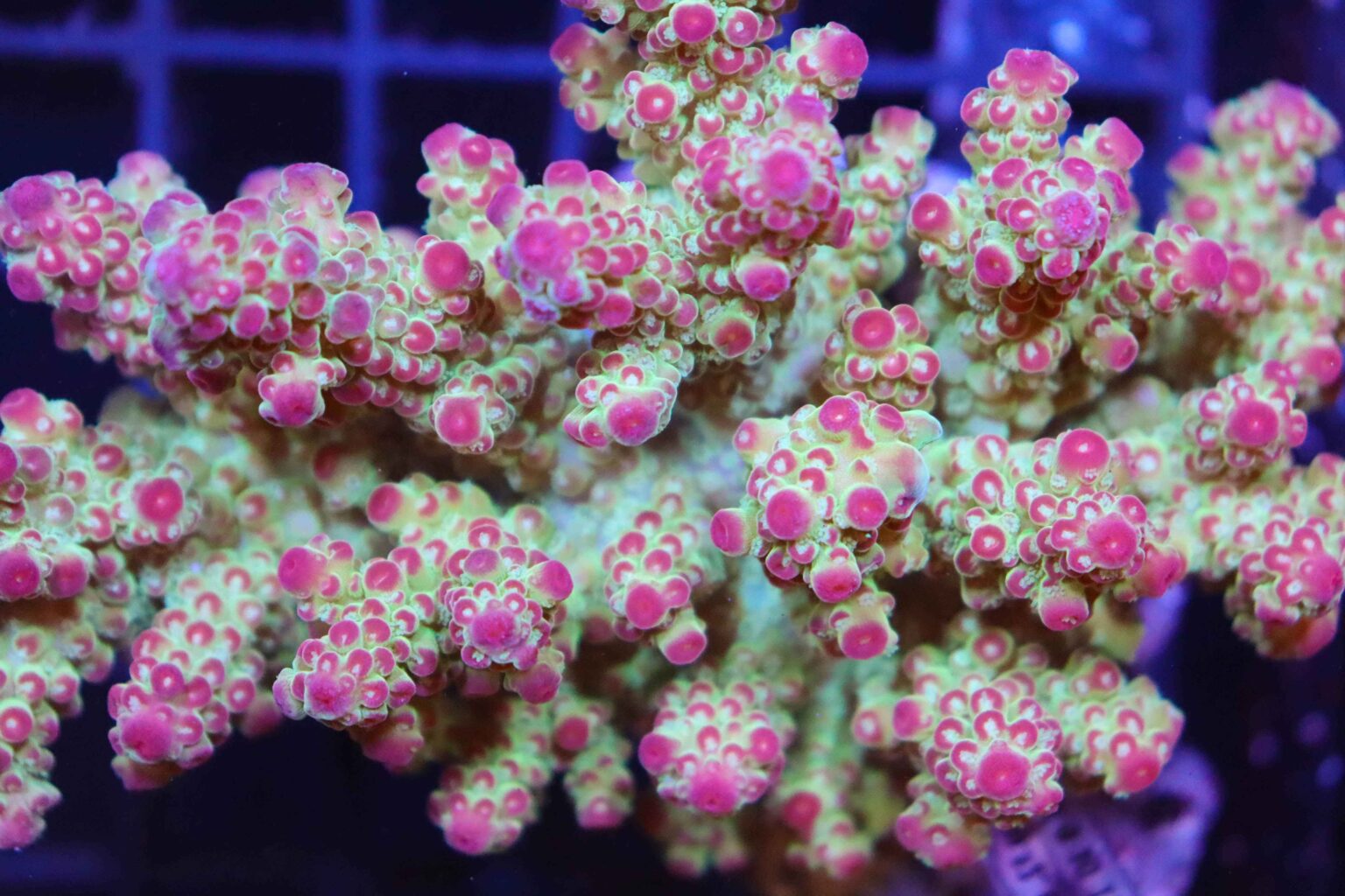 Acropora Care Guide Reef Casa 