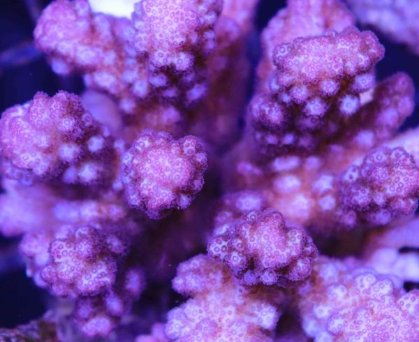 Acropora Pocillopora - Reef Casa