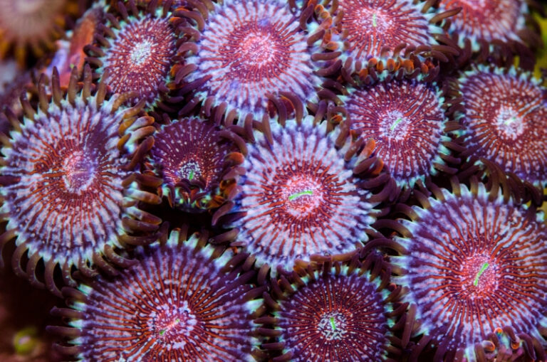 Blue Agave Zoa Reef Casa