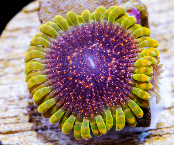 How to frag zoanthids
