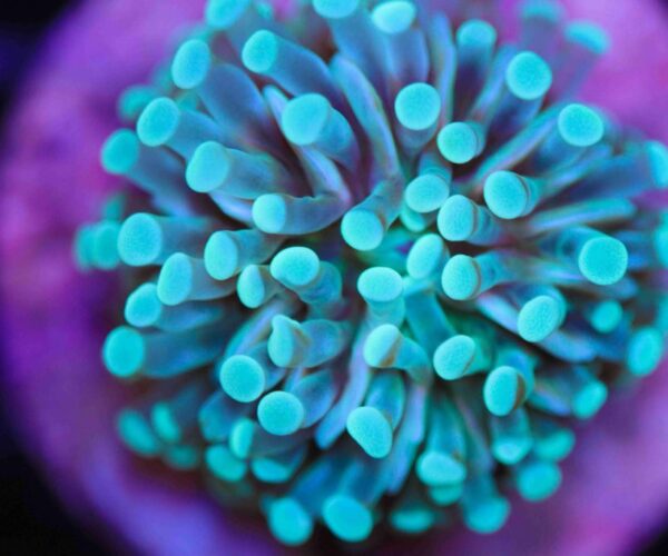 Micronesian Torch Coral
