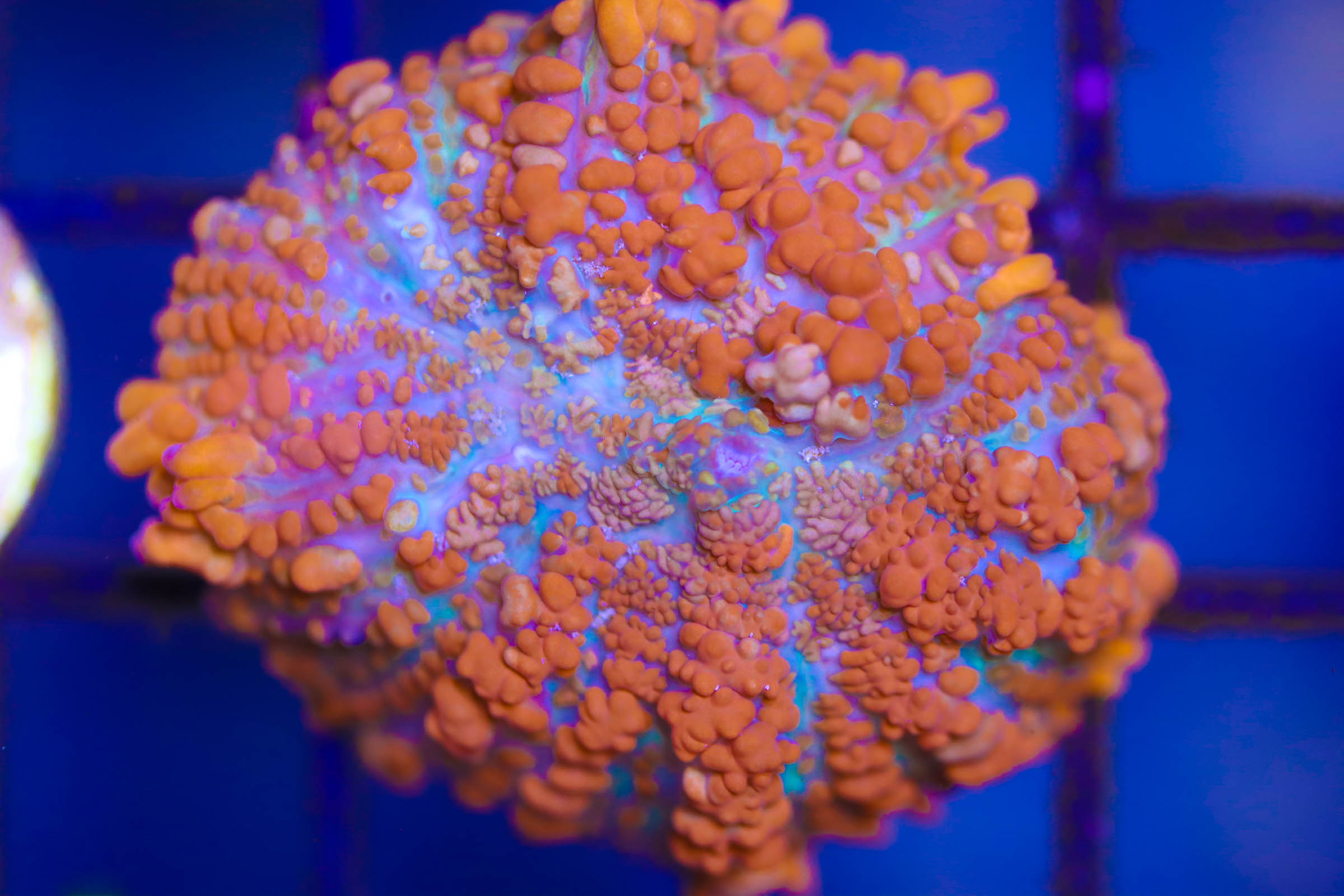 Rhodactis Mushroom - Reef Casa
