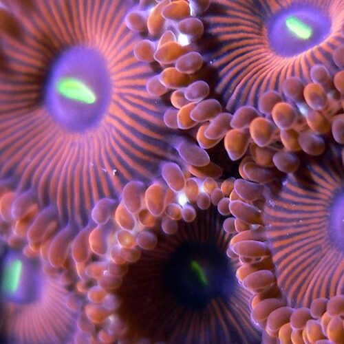 Red People Eater Zoa