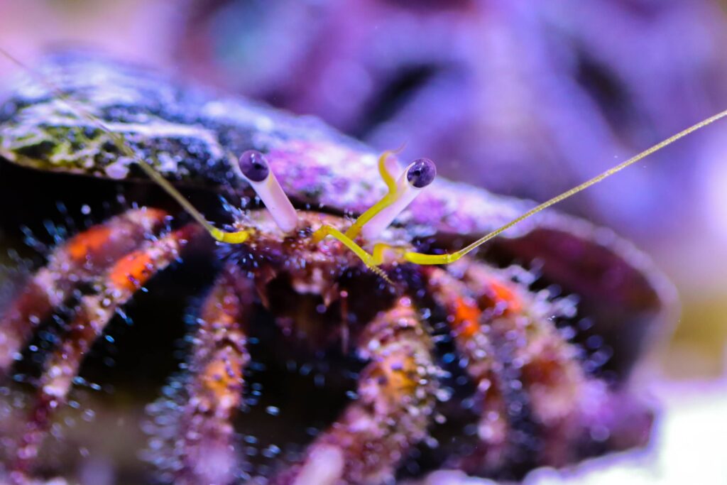 Saltwater Aquarium Kits Reef Casa