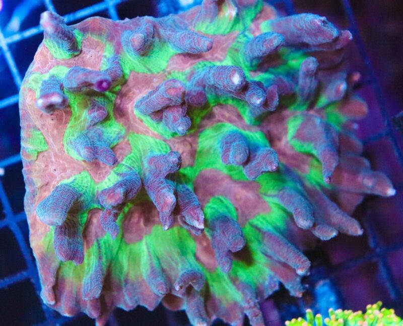 Space Invader Pectinia Reef Casa