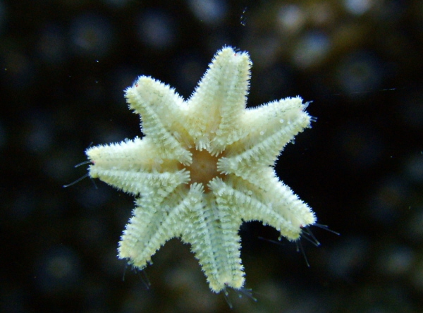 asterina starfish