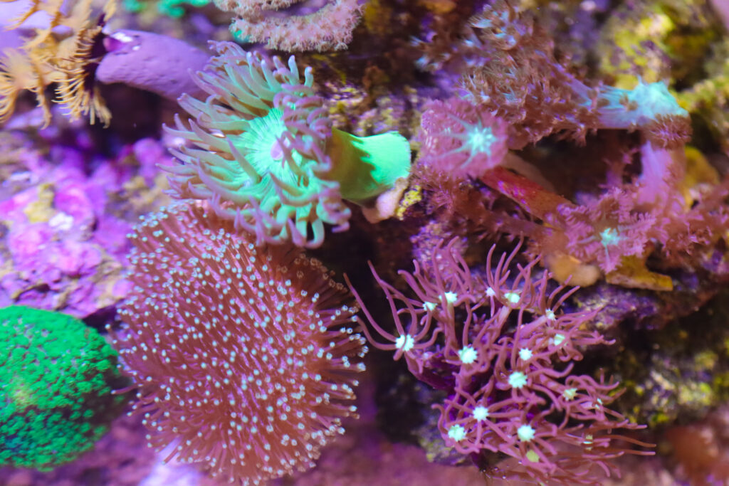 Sofy Dominated 6 Gallon Pico Reef Tank Reef Casa