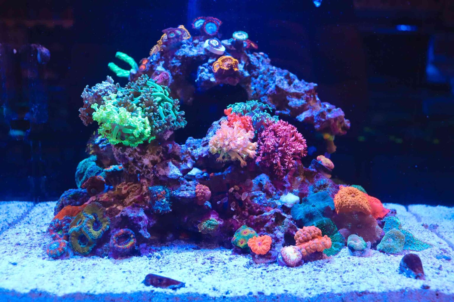 Image showcasing What Are Water Changes & How Important Are They For Nano Reef Aquariums ...