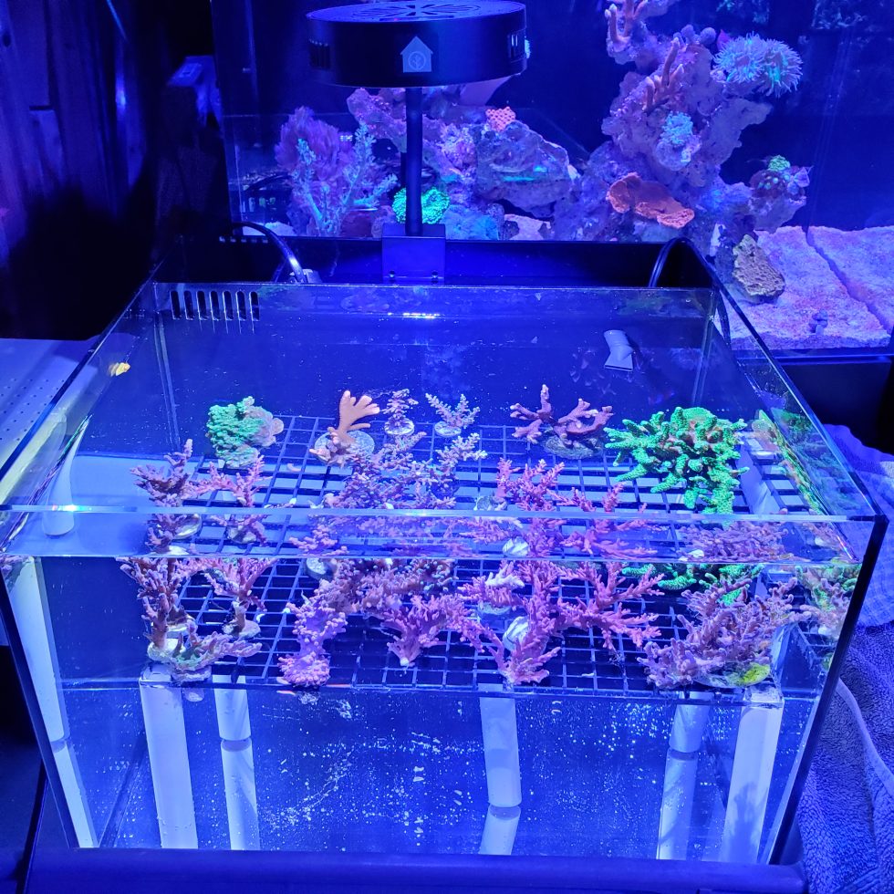 Frag Tanks And Biological Filtration HJJPNS Frag Tanks And Biological Filtration HJJPNS
