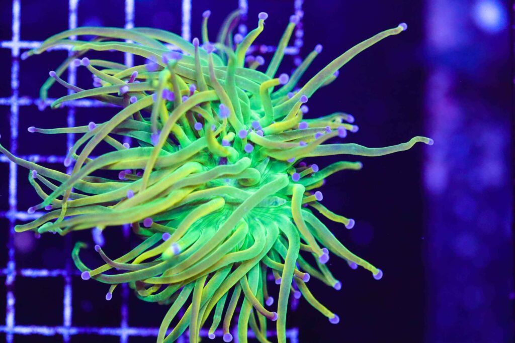 Holy Grail Torch Coral Reef Casa