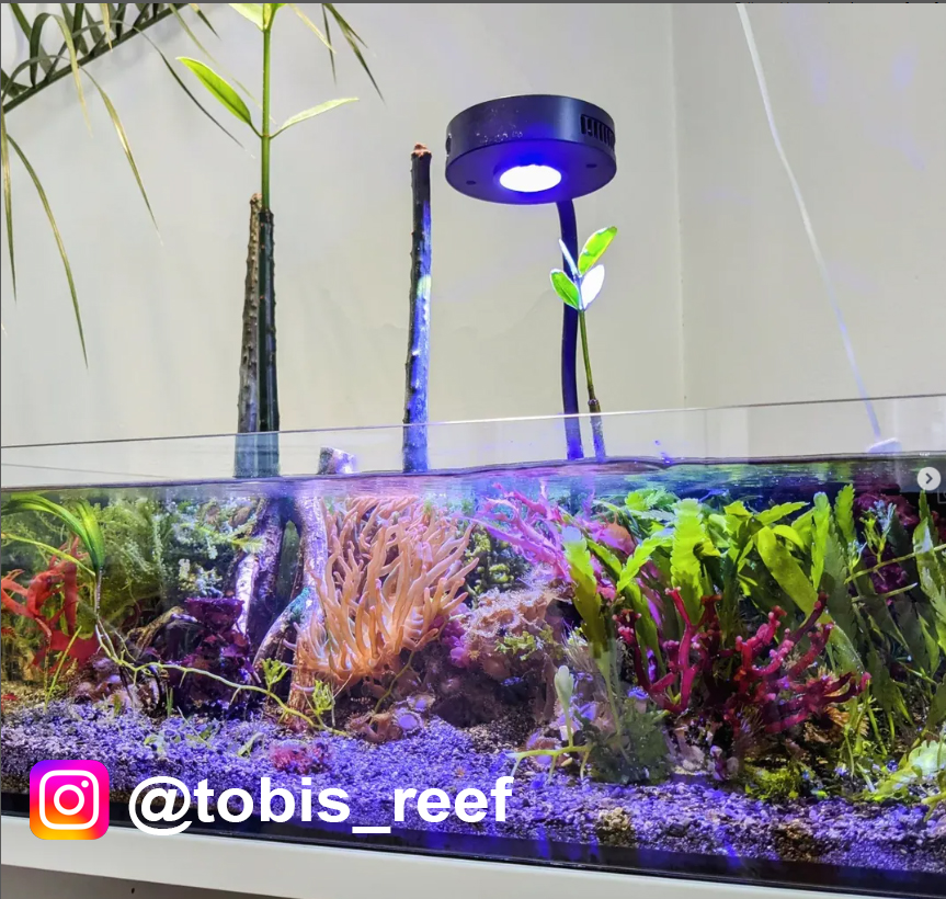 Tide Shallow Aquarium Mark II