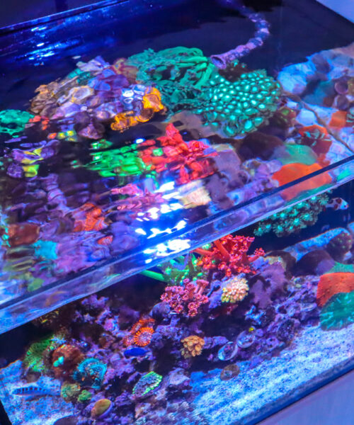 All In One Saltwater Aquarium Kits Archives Reef Casa