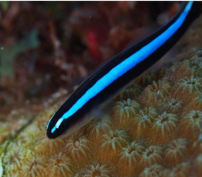 Neon blue goby pico fish