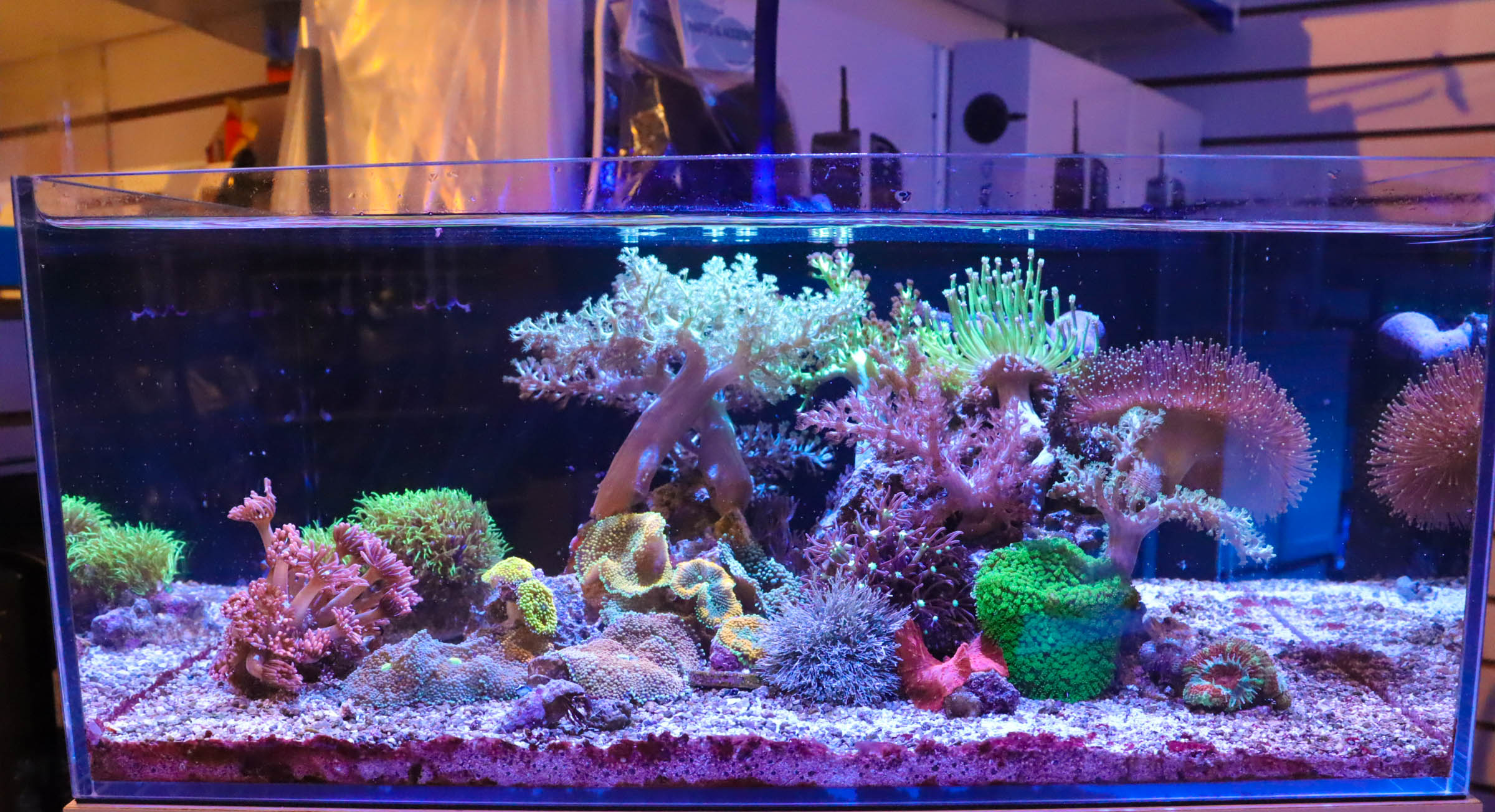Shallow Reef Tank - Reef Casa