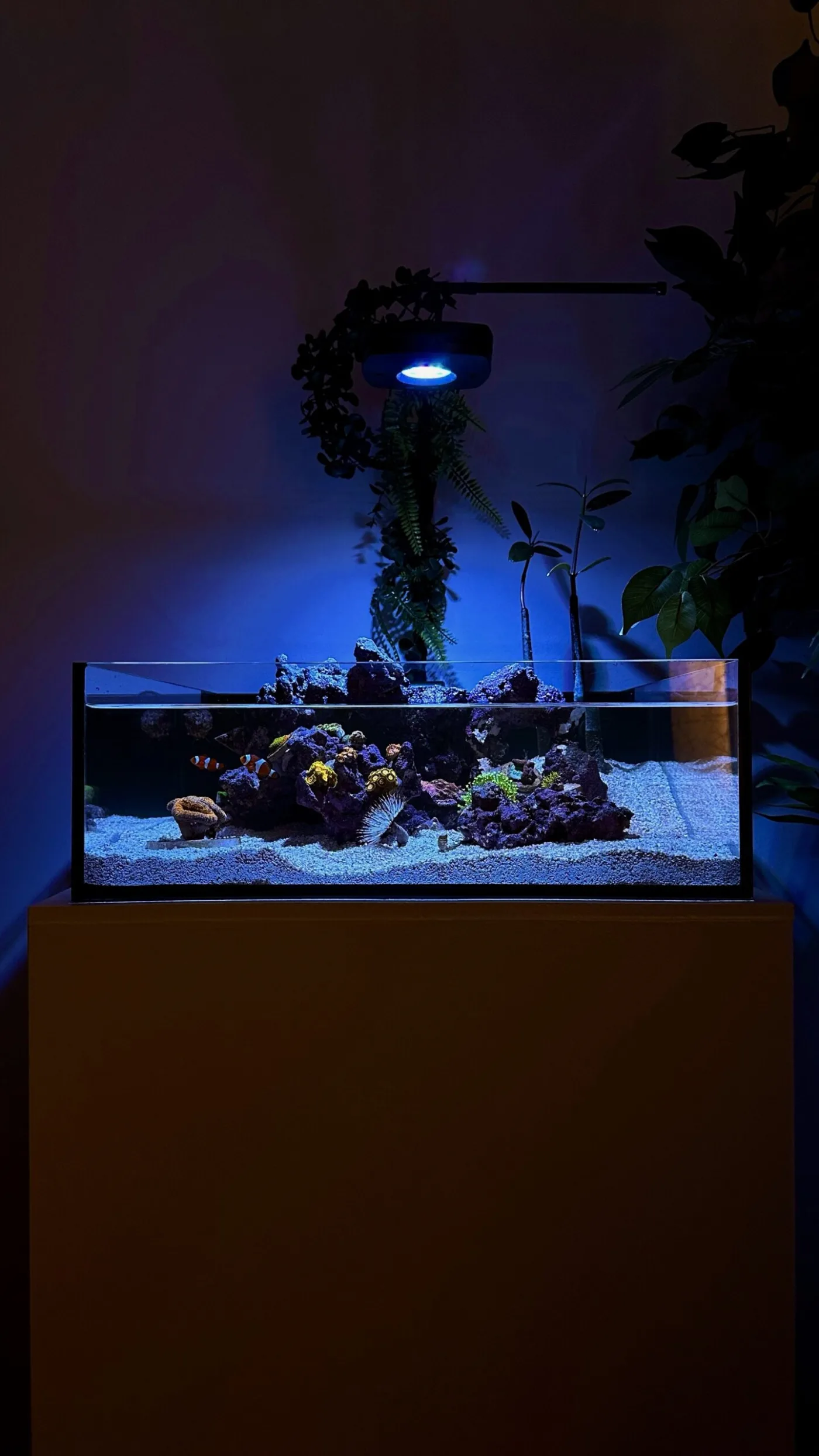 Matthew's Tide shallow aquarium