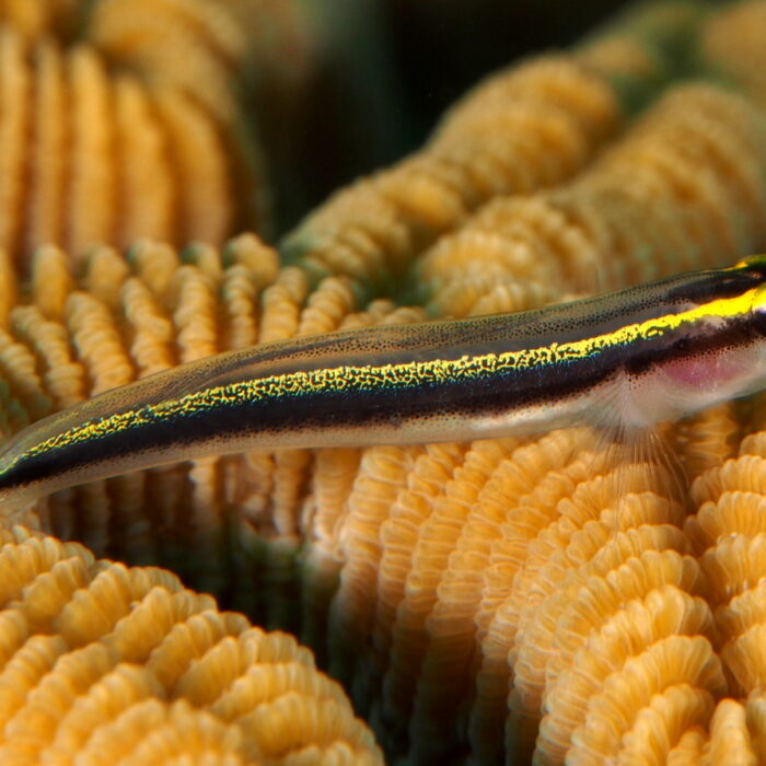 sharknose goby