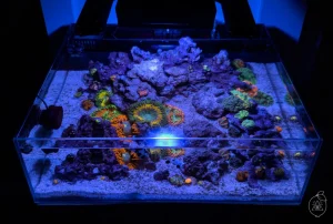 Tide Shallow Aquarium – Mark III
