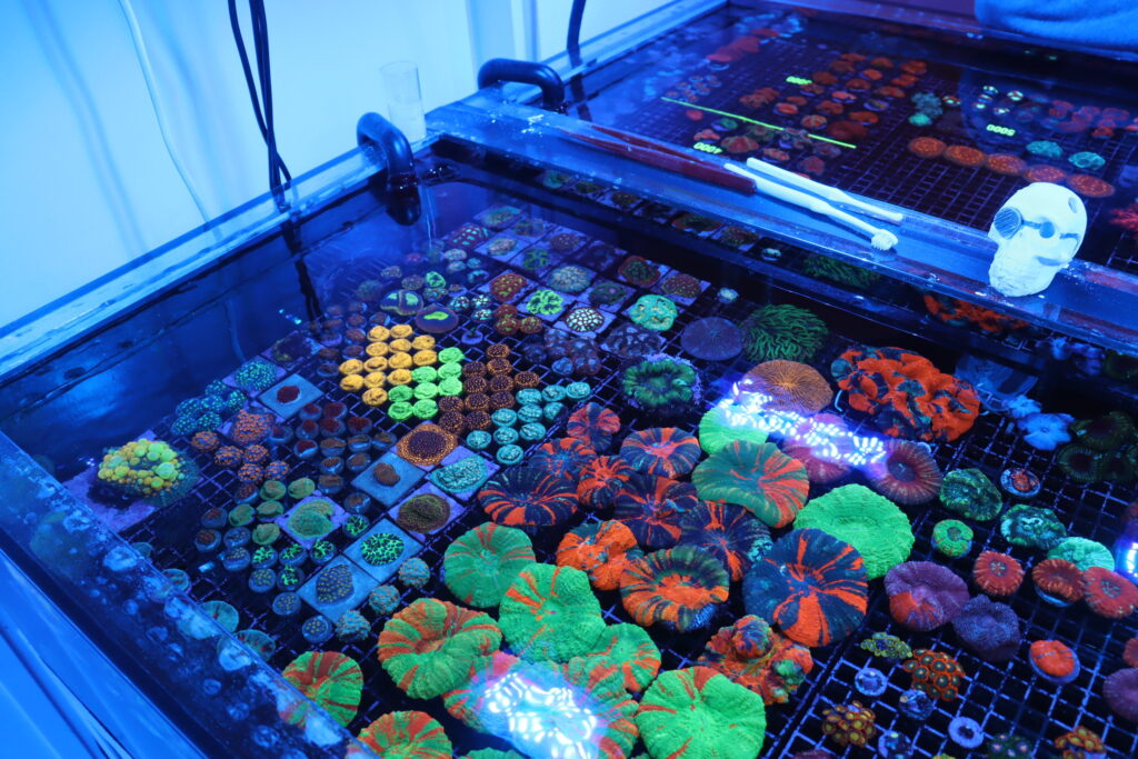 Japan's Best Saltwater Coral & Fish Store Reef Casa