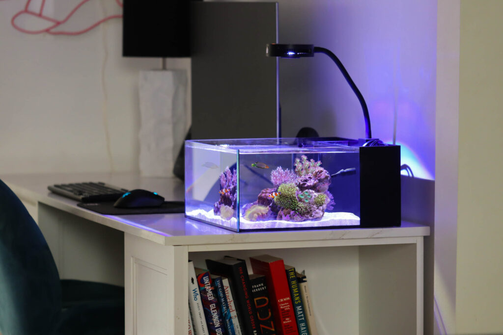 Pico Reef Tank Reef Casa