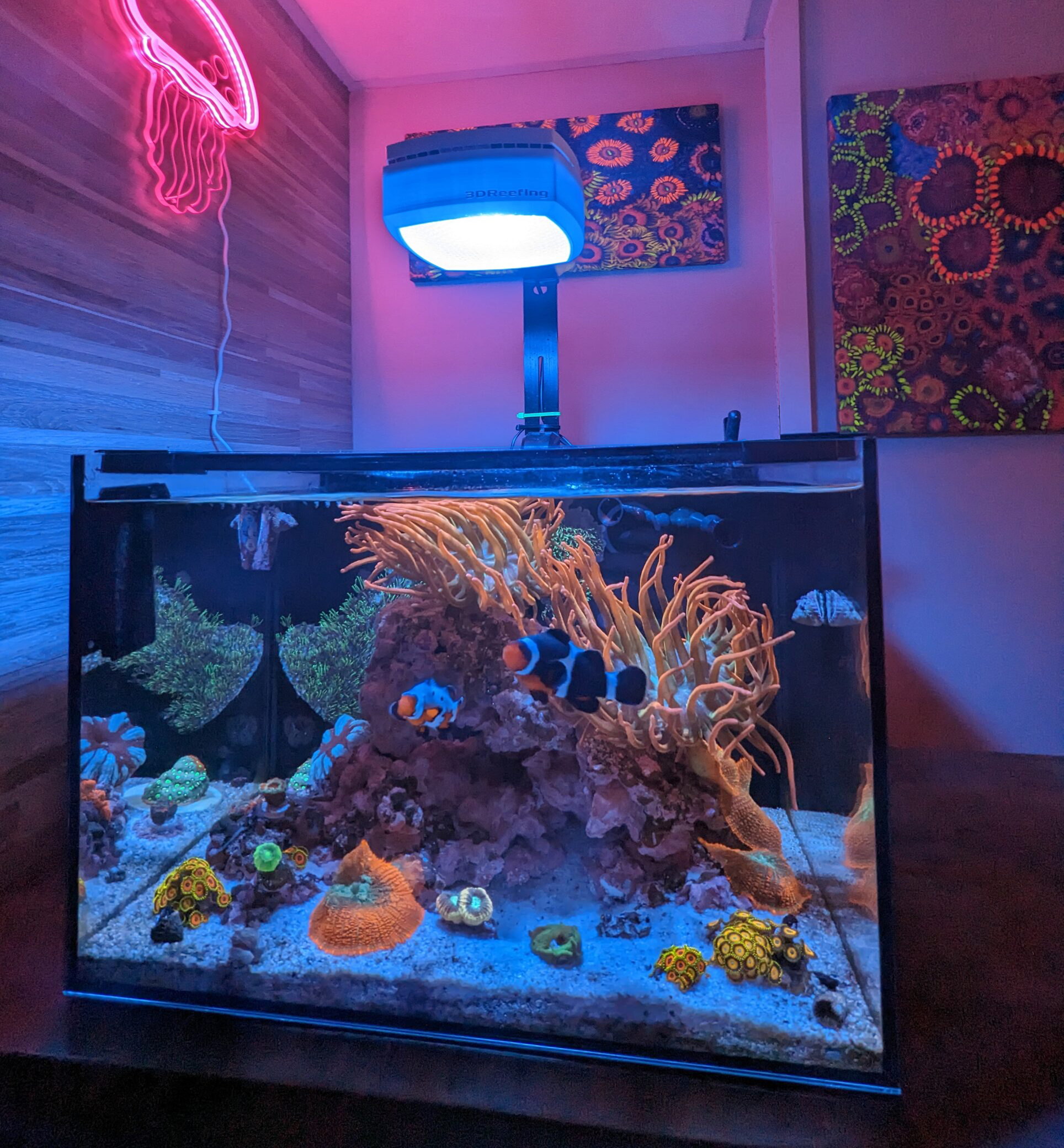home saltwater fish tank