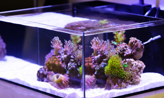 shallow aquarium