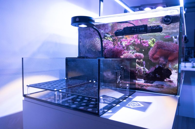 The Mini Frag Tank