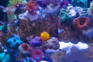 Mantis Shrimp Aquarium