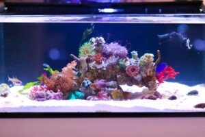 Mantis Shrimp Aquarium
