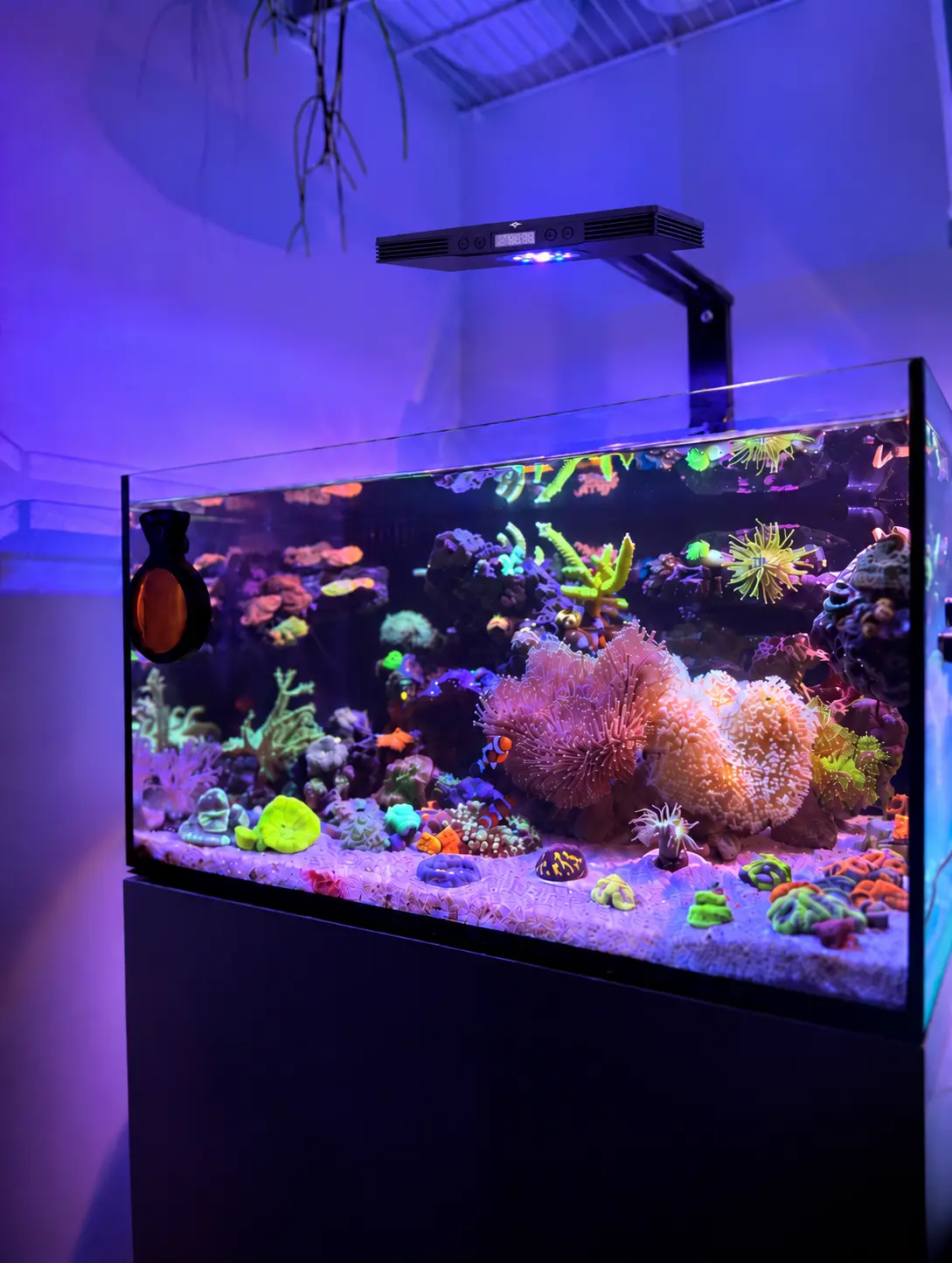 Reef Casa Laguna with Manta LED light