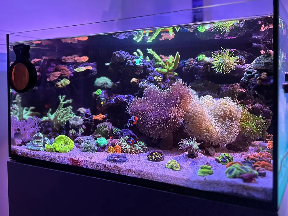 Kelsie's aquarium