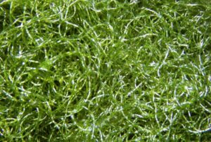 Chaetomorpha Macro Algae
