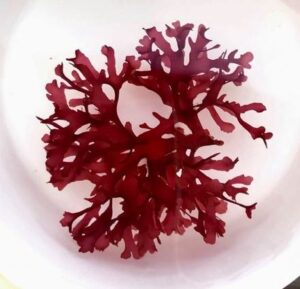 Dragon’s Tongue Macro Algae
