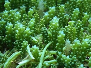 Grape Caulerpa Macro Algae