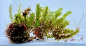 Grape Caulerpa Macro Algae