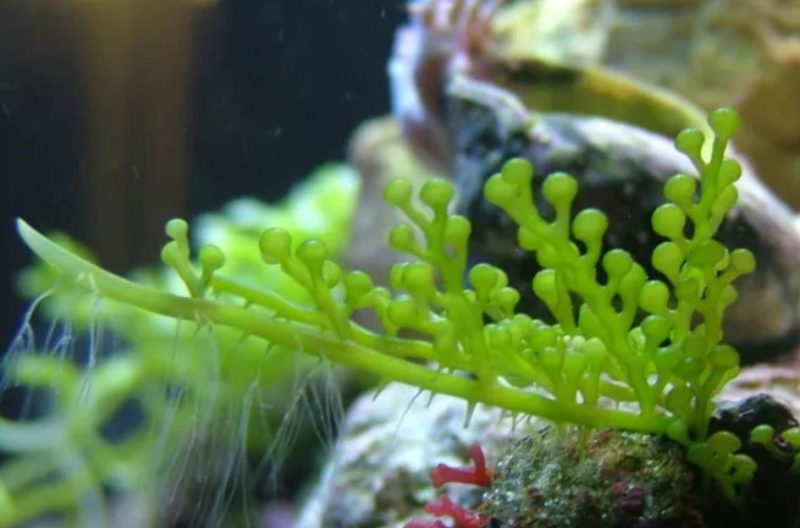 Grape Caulerpa Macro Algae