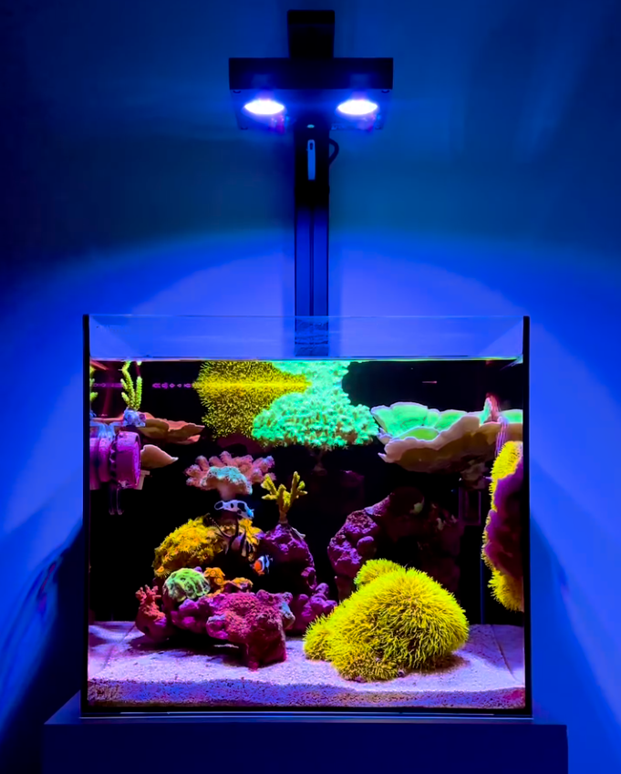 Cube Nano Reef Tank Mark II