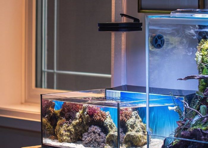 macro algae tank macro algae tank