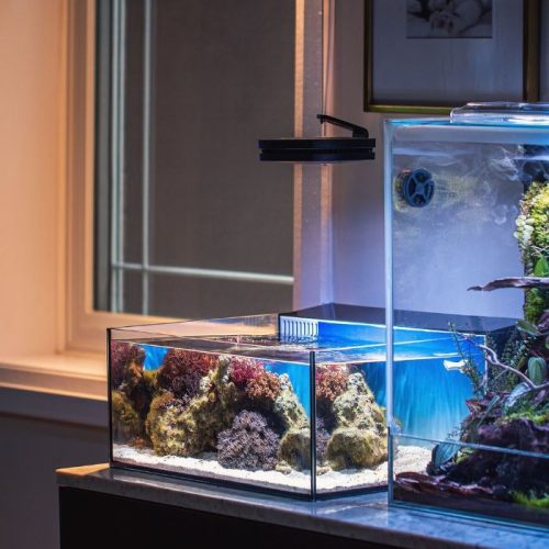 macro algae tank macro algae tank
