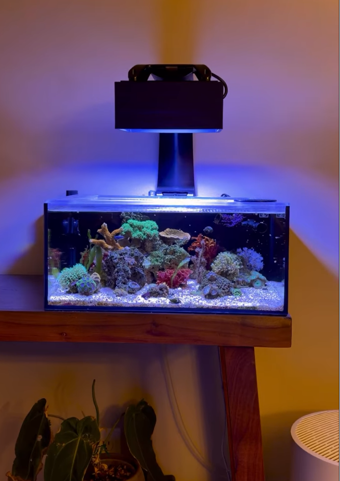 reef casa pico reef with radion